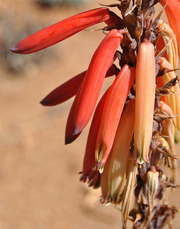 Image of Aloe melanacantha specimen.