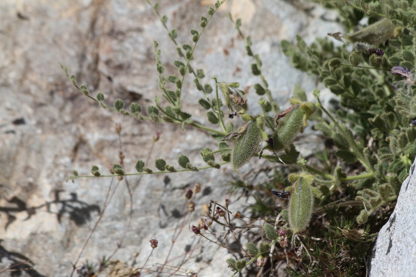 Image of genus Cicer specimen.