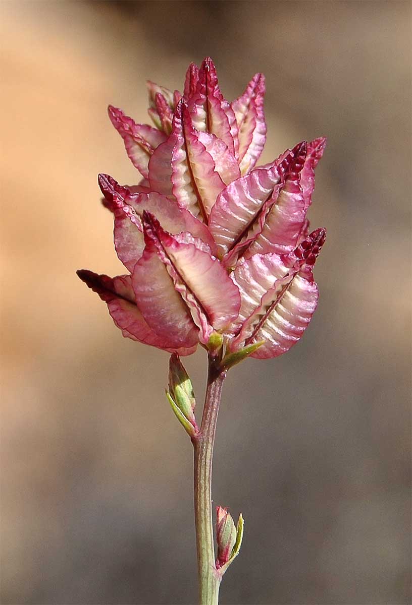 Изображение особи Dyerophytum africanum.