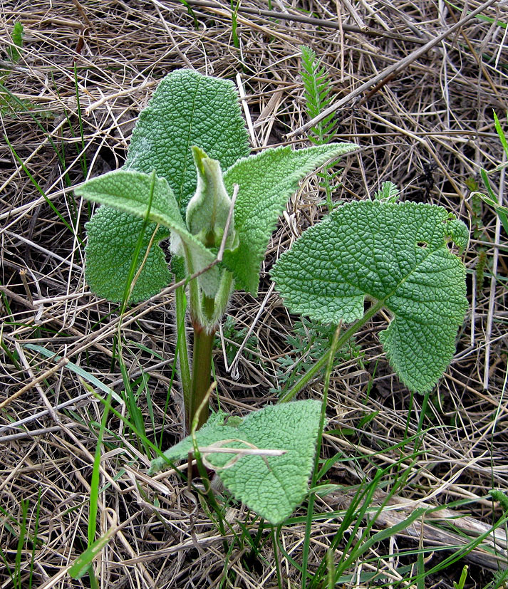 Image of Phlomoides tuberosa specimen.