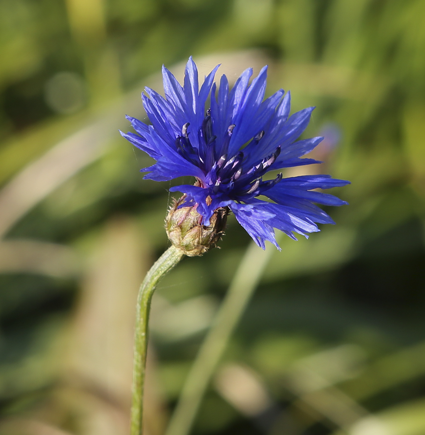 Image of Centaurea cyanus specimen.