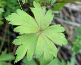 Trollius sibiricus. Лист. Якутия, Нерюнгринский р-н, окр. перевала Тит, полоса задернованного склона под ЛЭП. 22.06.2016.