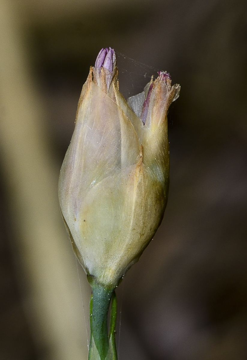 Image of Petrorhagia dubia specimen.