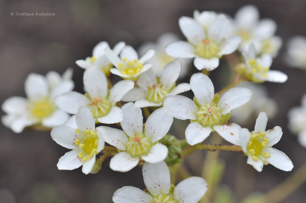 Image of Saxifraga paniculata specimen.