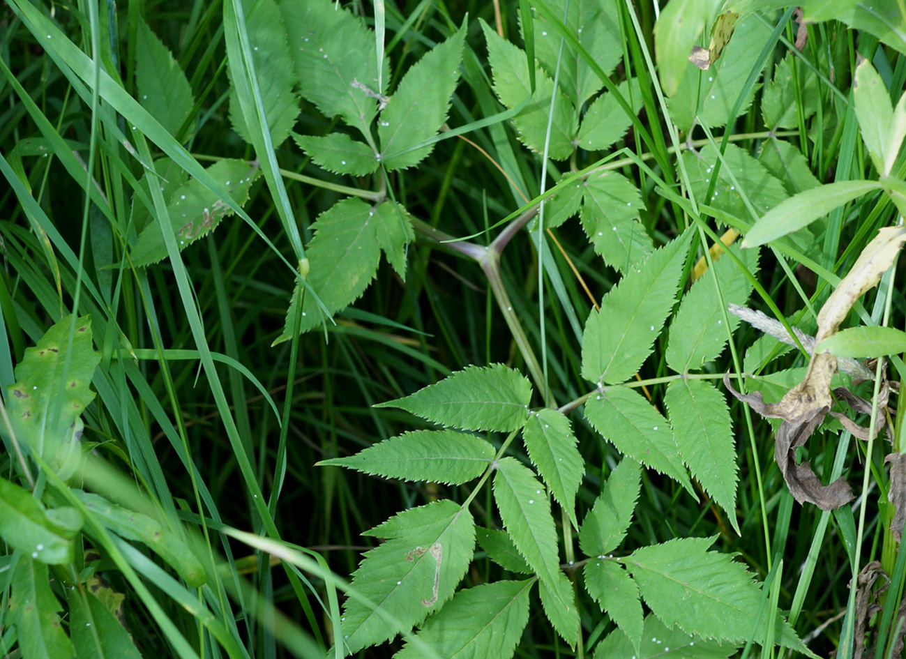 Image of Angelica genuflexa specimen.