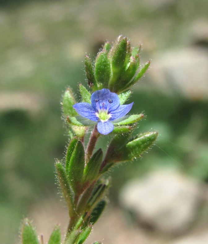 Image of Veronica verna specimen.