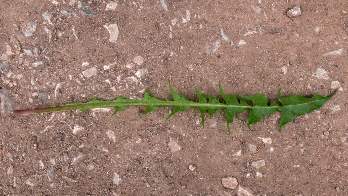 Image of Taraxacum kjellmanii specimen.