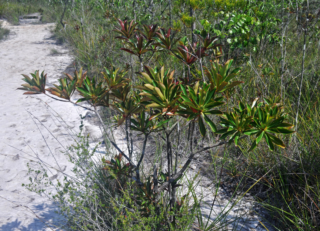 Image of Ploiarium alternifolium specimen.