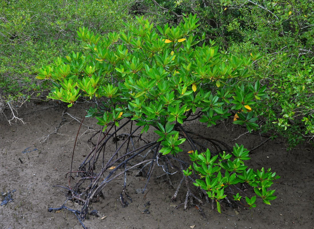 Изображение особи Rhizophora apiculata.