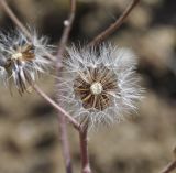 genus Crepis