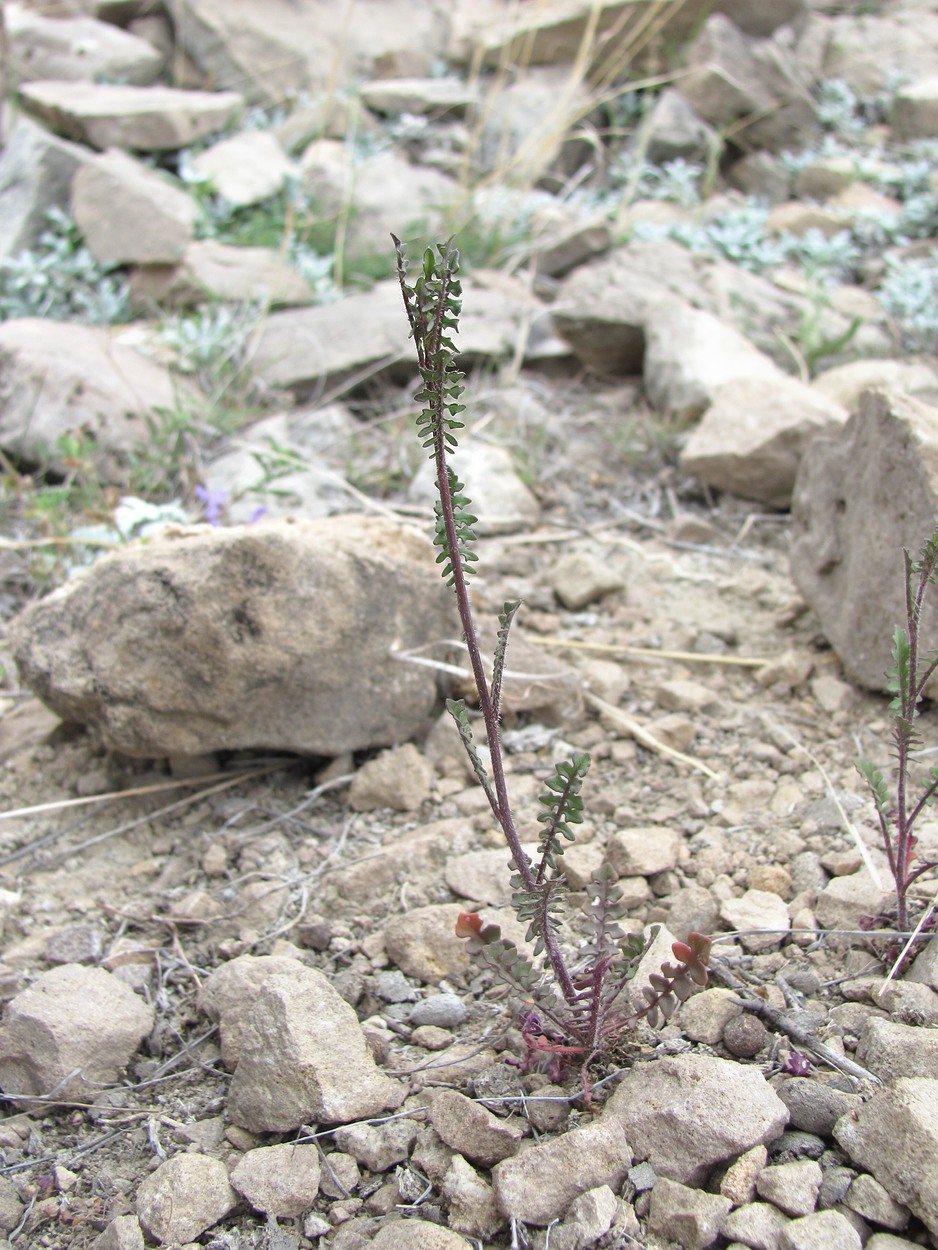 Image of familia Brassicaceae specimen.