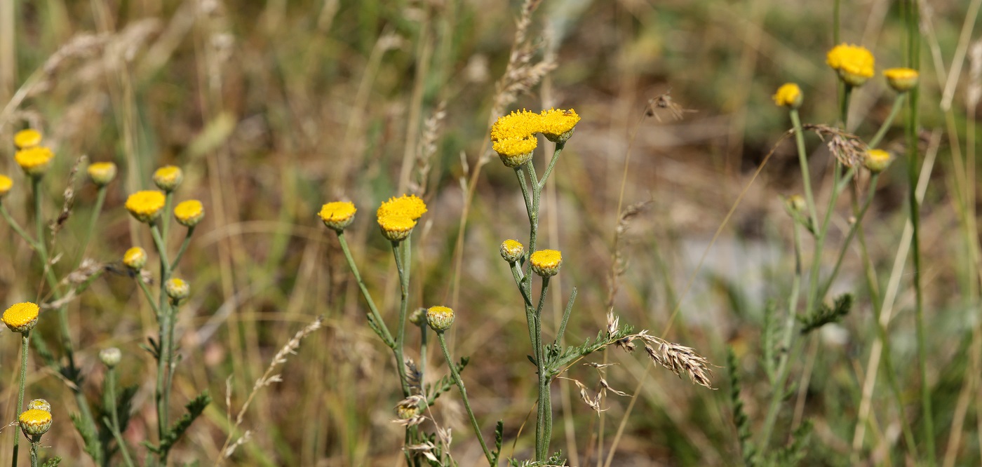 Image of Tanacetum turlanicum specimen.