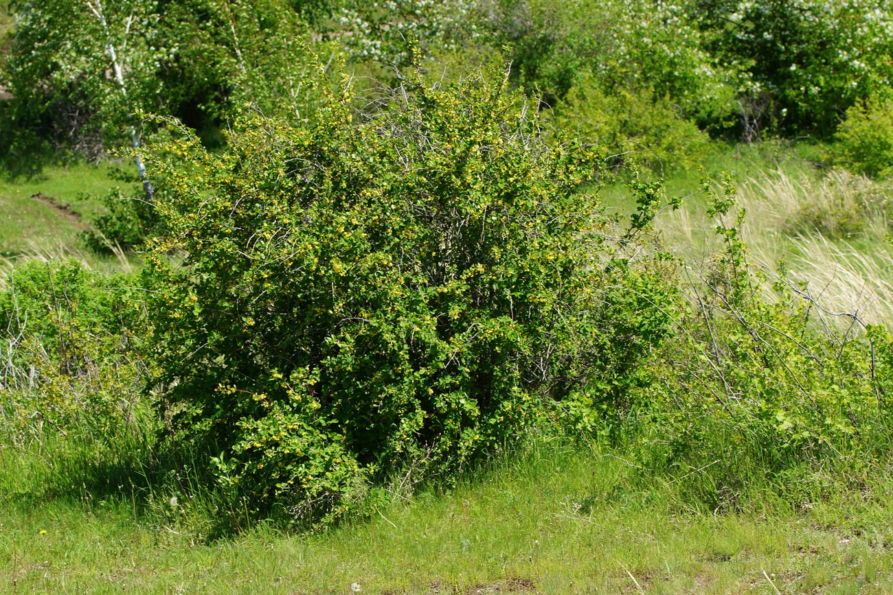 Изображение особи Berberis sphaerocarpa.