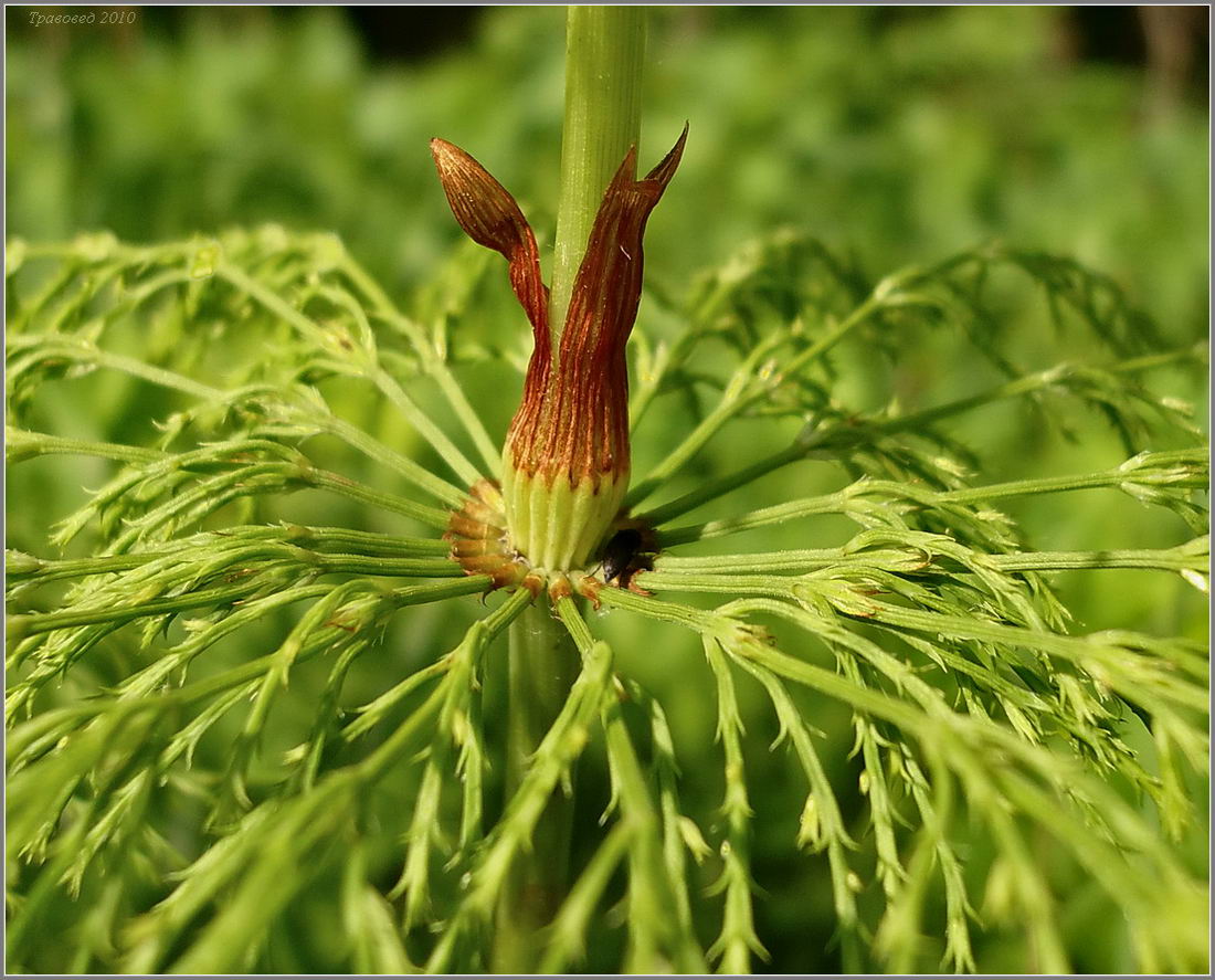 Image of Equisetum sylvaticum specimen.