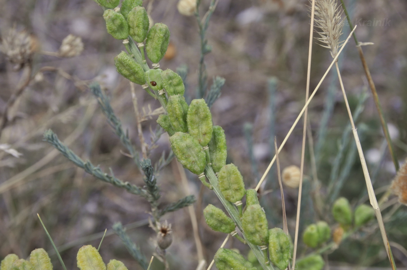 Image of Reseda lutea specimen.