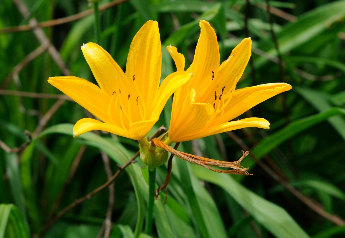 Image of Hemerocallis middendorffii specimen.