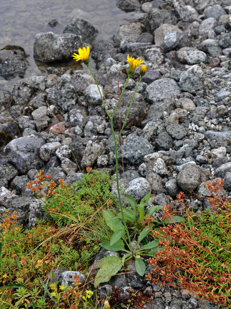 Image of genus Hieracium specimen.