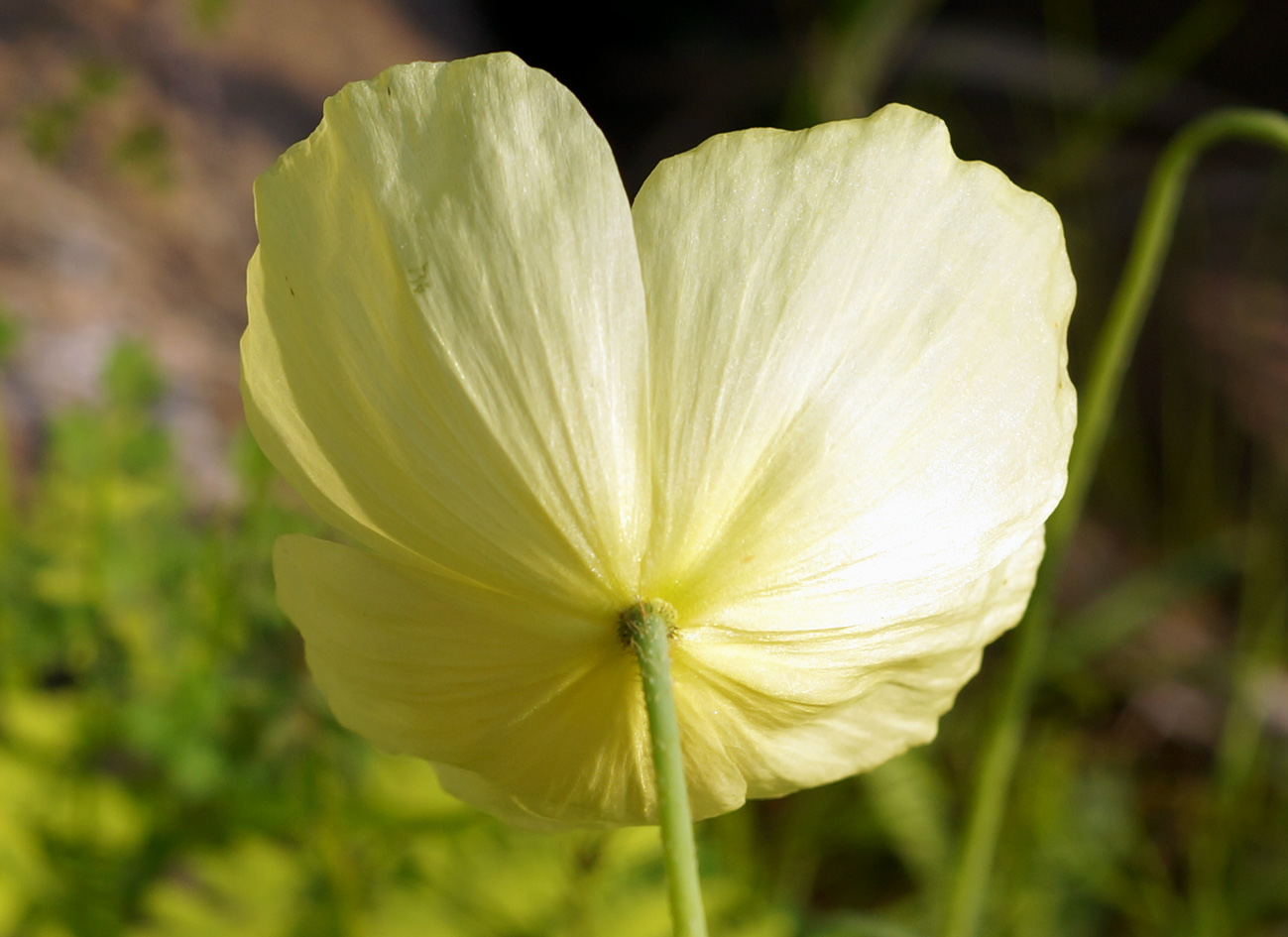 Изображение особи Papaver nudicaule ssp. gracile.