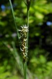 Carex melanostachya