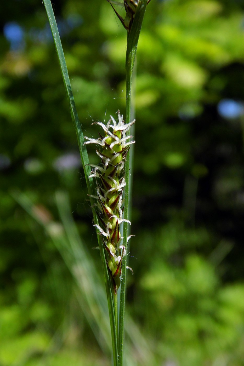 Image of Carex melanostachya specimen.