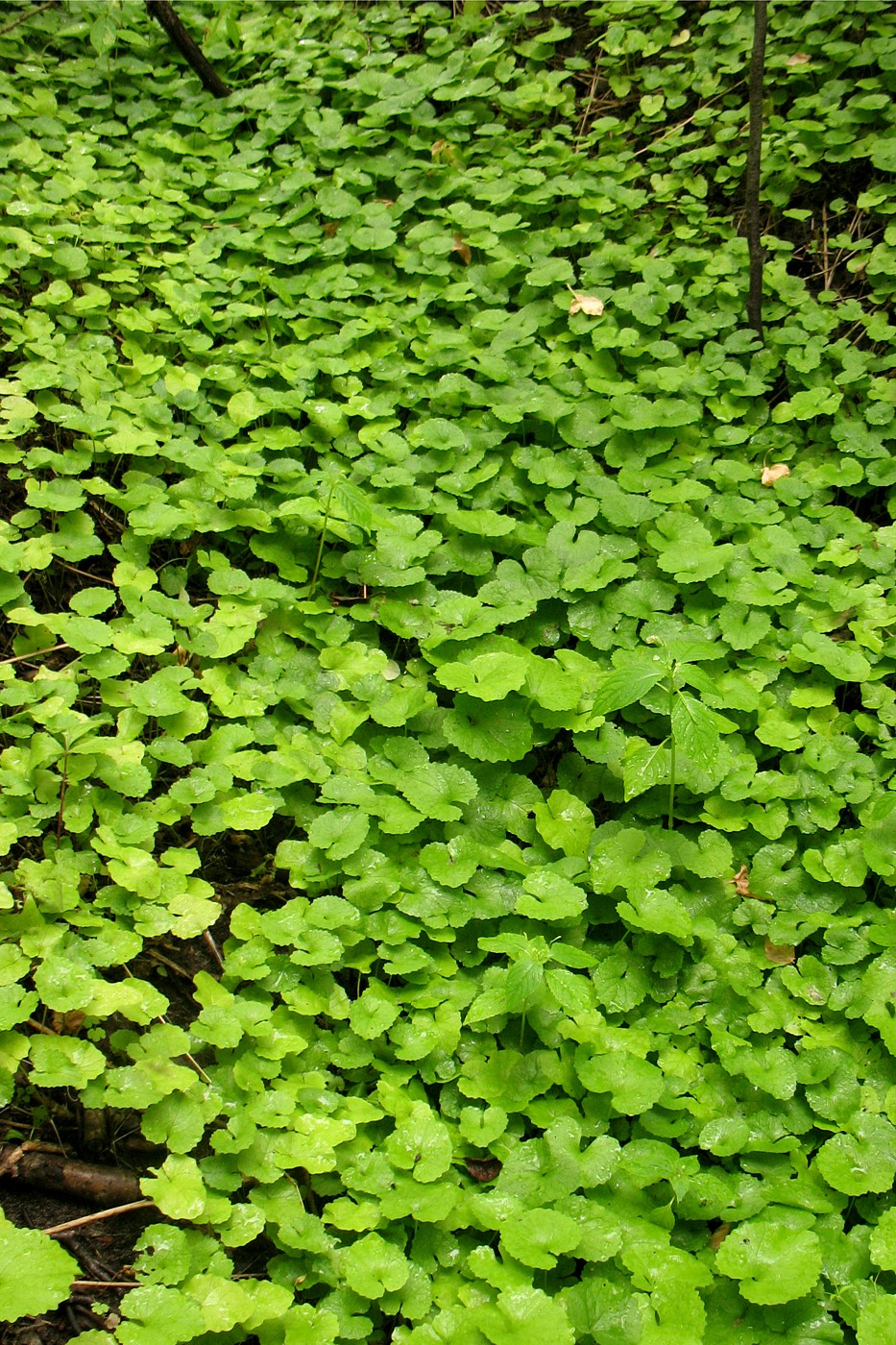 Image of Alliaria petiolata specimen.