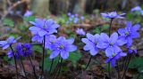 Hepatica nobilis. Цветущие растения. Карелия, Лахденпохский р-н, окр. пос. Ихала, в ельнике на каменистом склоне. 10.05.2019.