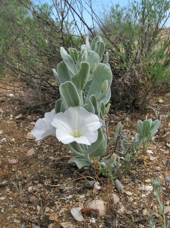 Изображение особи Convolvulus persicus.