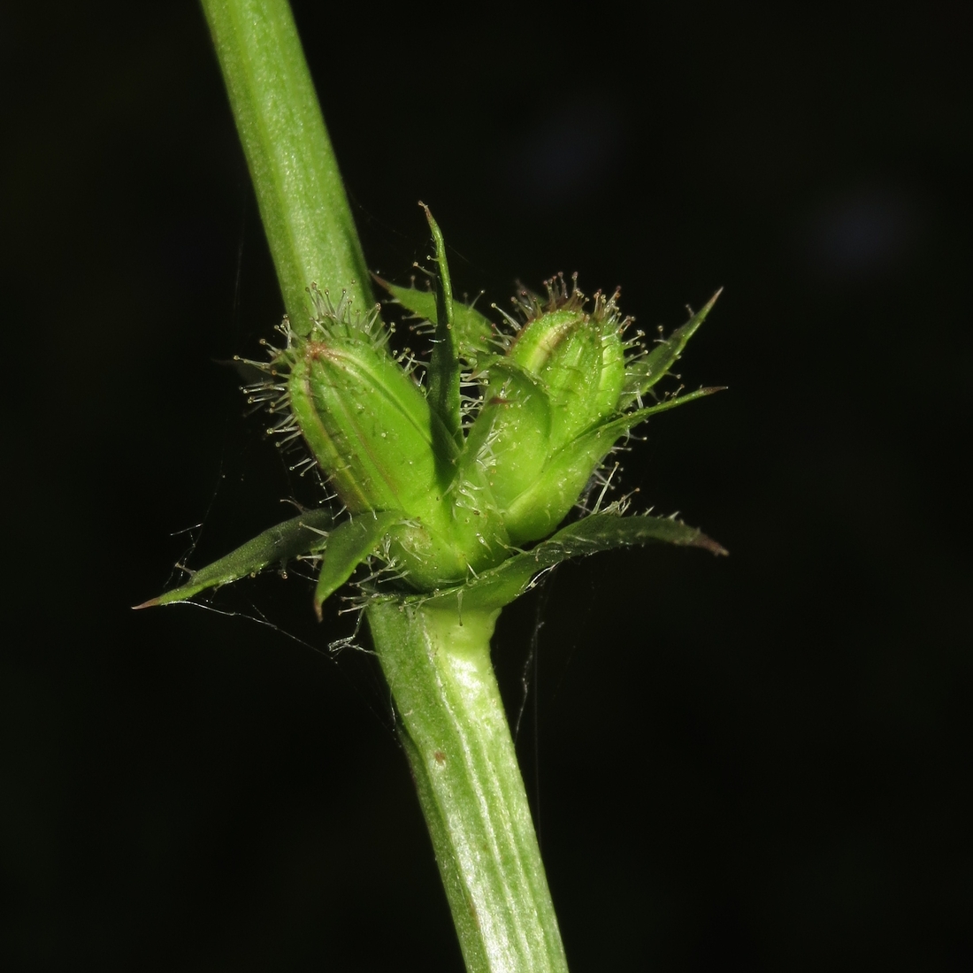 Изображение особи Cichorium intybus.