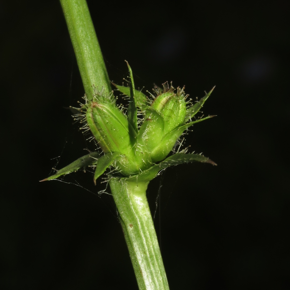 Image of Cichorium intybus specimen.