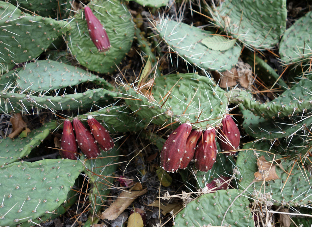 Изображение особи Opuntia tortispina.