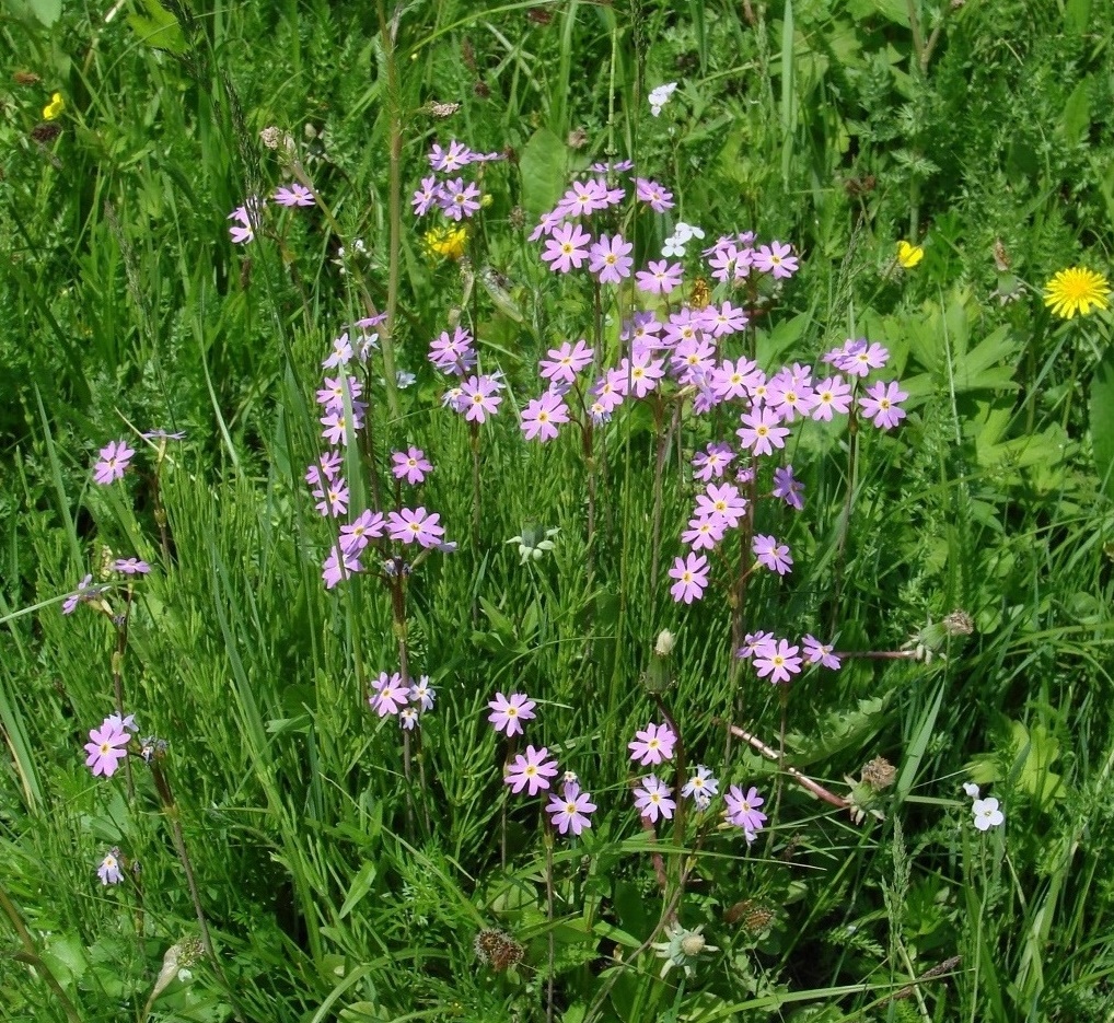 Image of Primula nutans specimen.