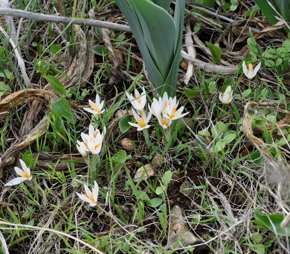 Изображение особи Crocus veneris.