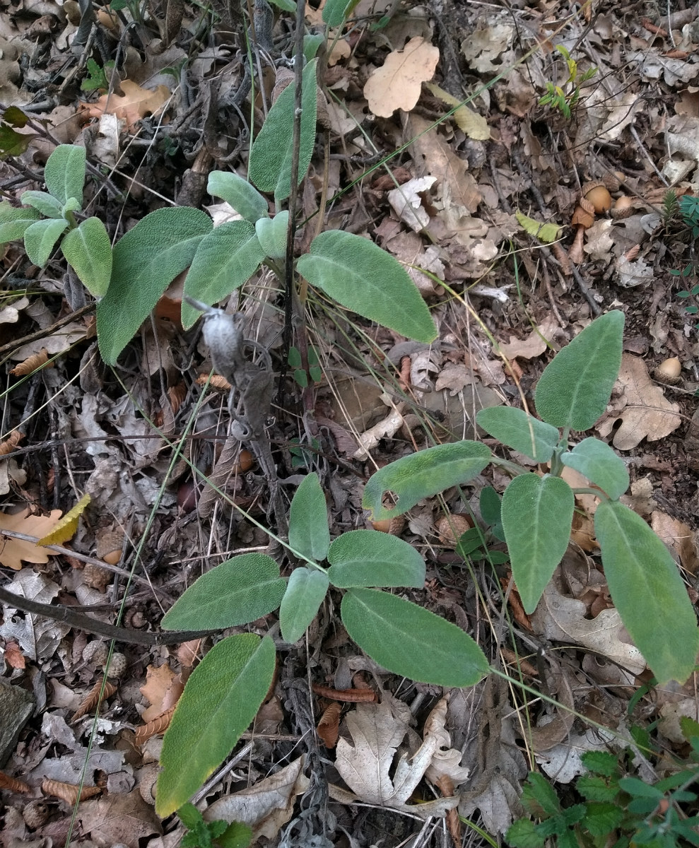 Изображение особи Salvia tomentosa.