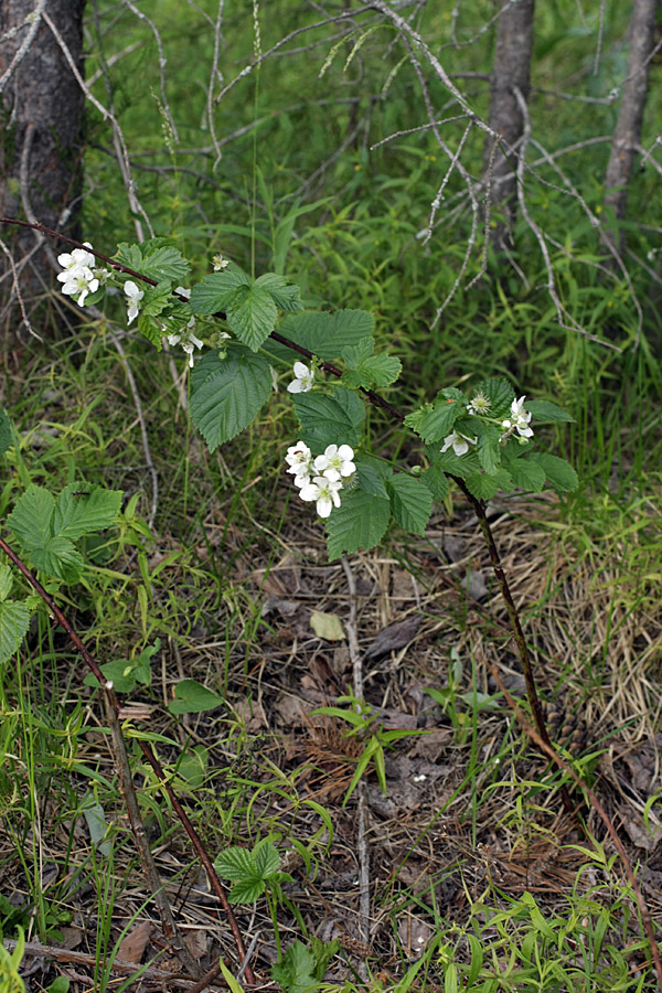 Image of Rubus nessensis specimen.