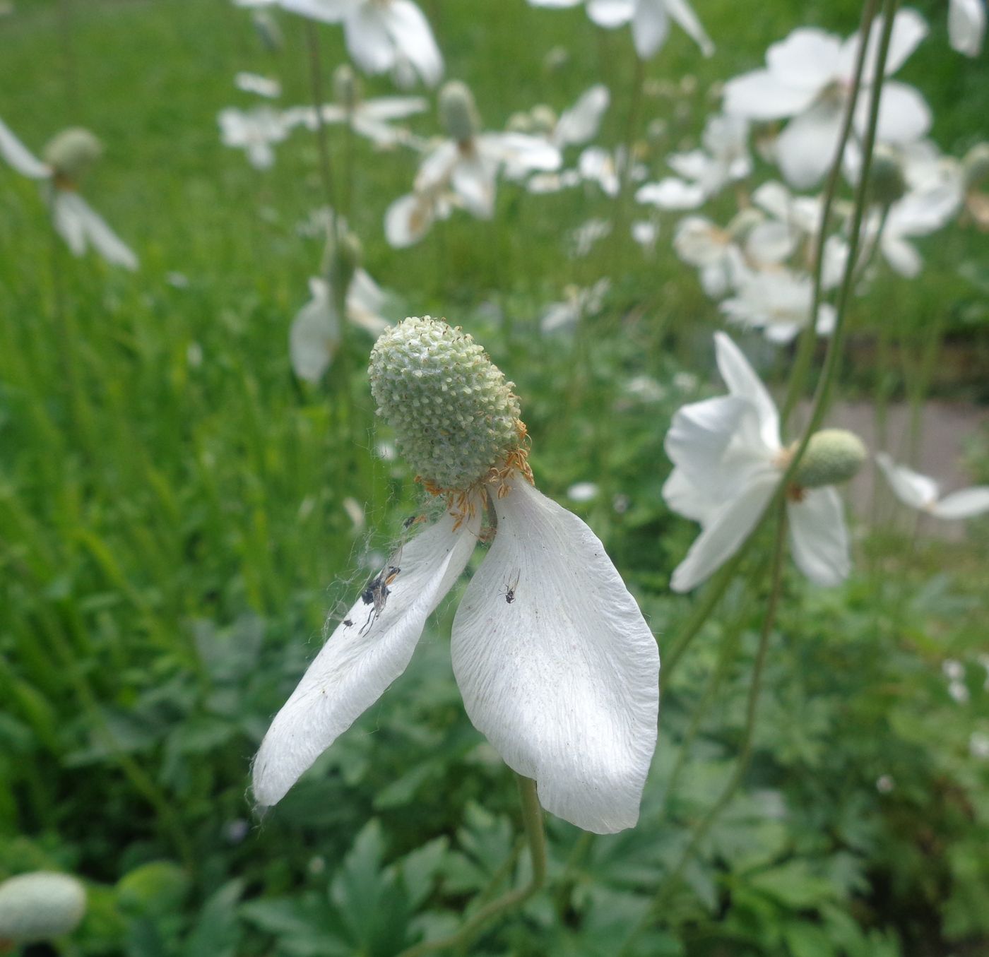 Image of Anemone sylvestris specimen.