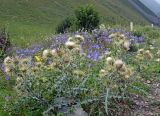 Cirsium semenowii