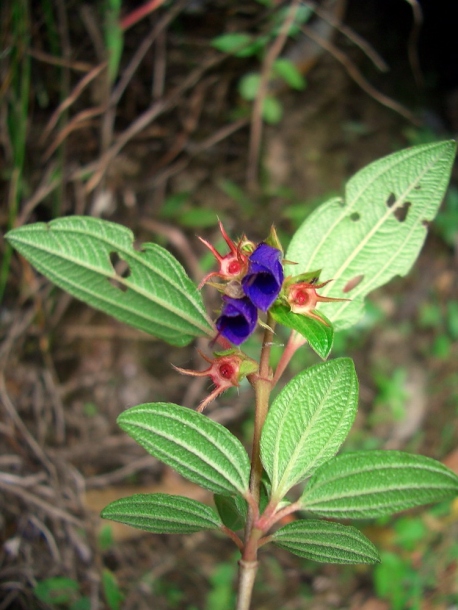 Image of Brachyotum quinquenerve specimen.