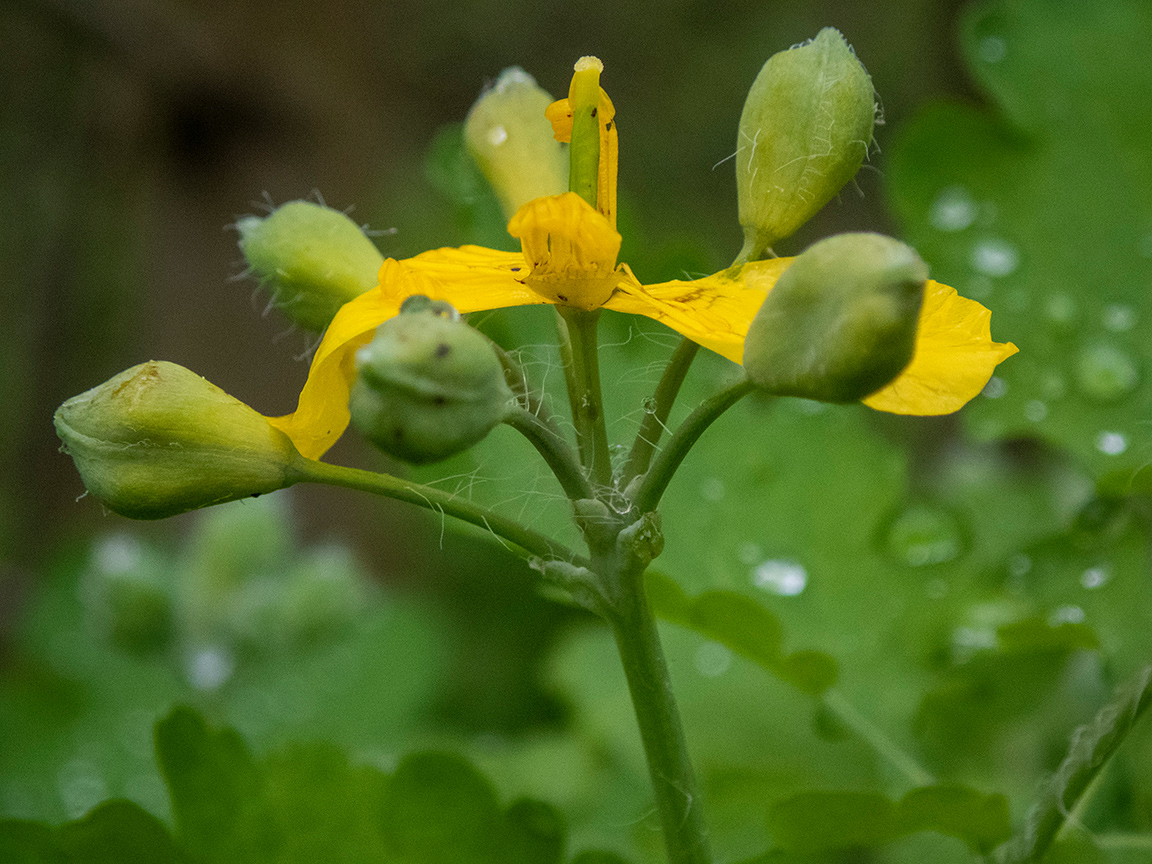 Image of Chelidonium majus specimen.