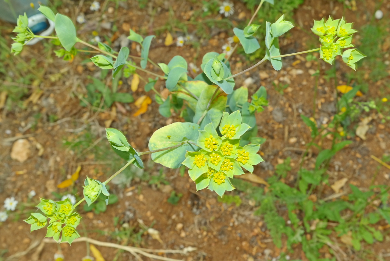 Image of Bupleurum rotundifolium specimen.