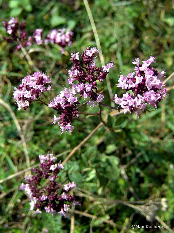 Image of Origanum vulgare specimen.