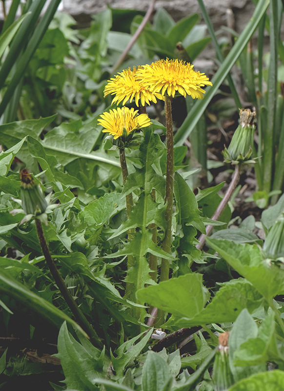 Изображение особи род Taraxacum.