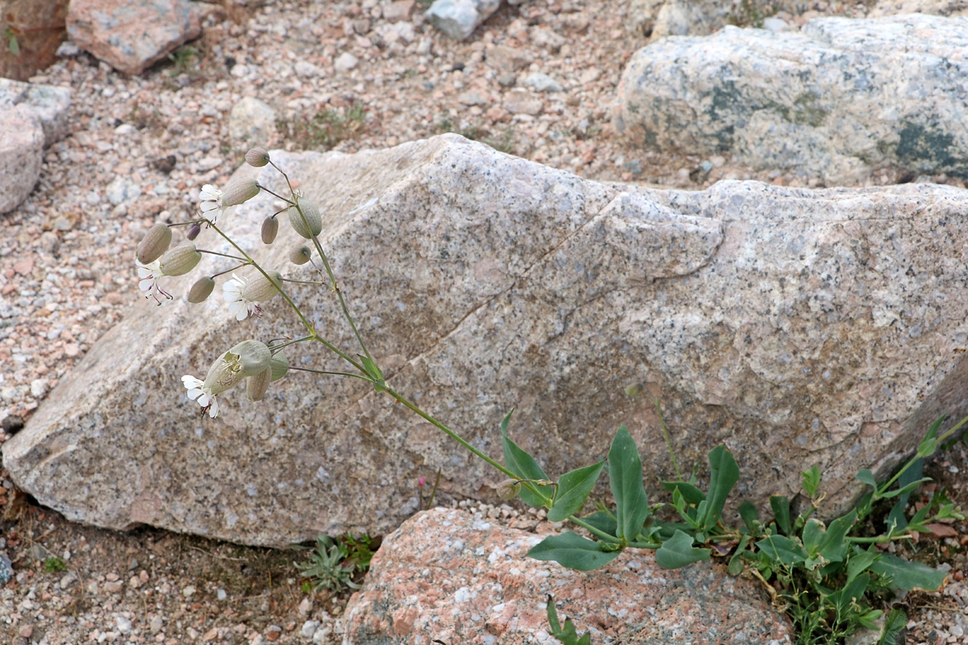 Image of Oberna behen specimen.