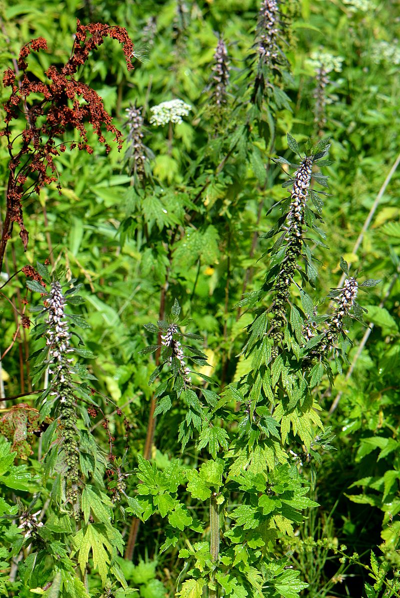 Изображение особи Leonurus quinquelobatus.