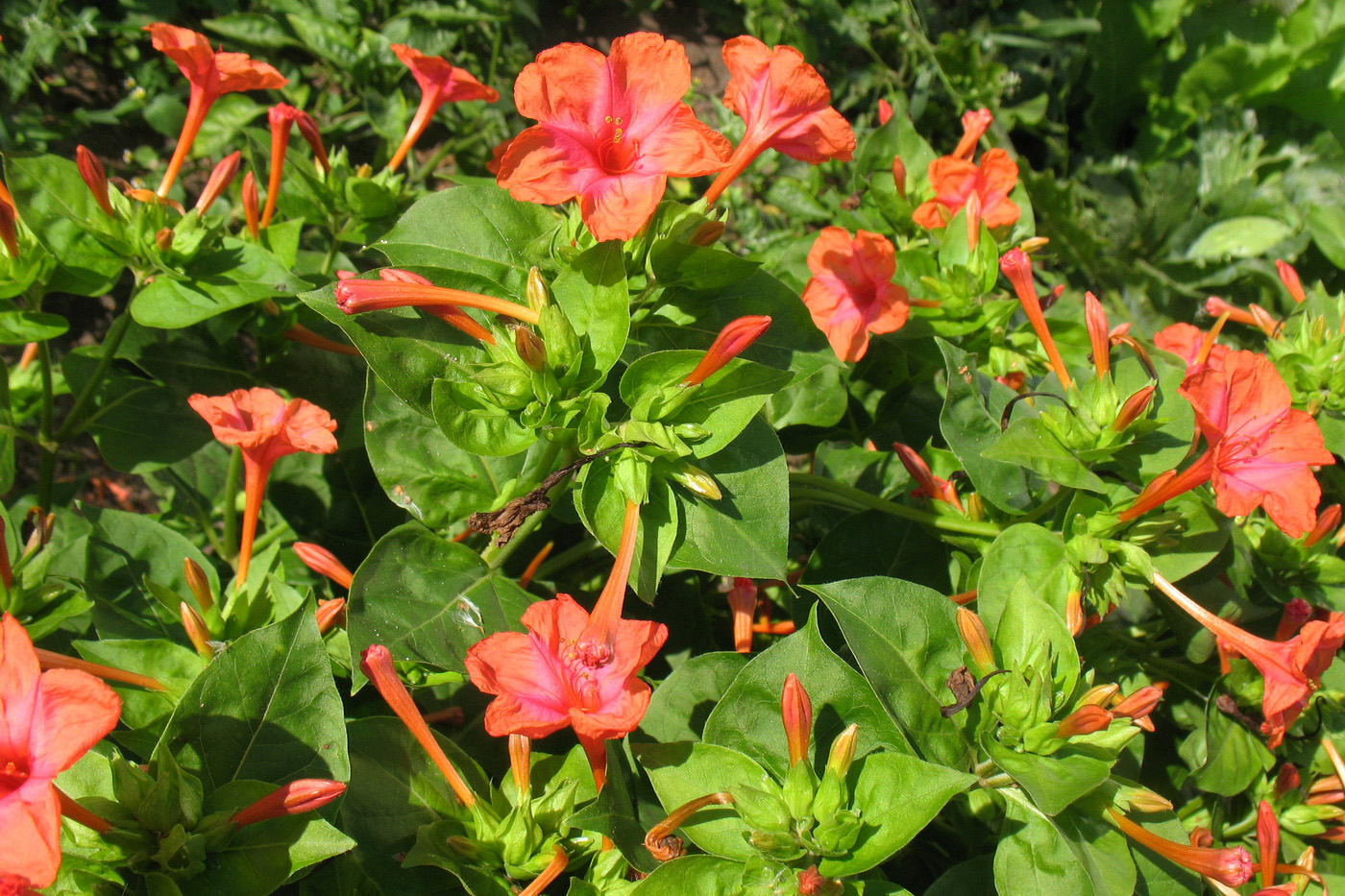 Image of Mirabilis jalapa specimen.