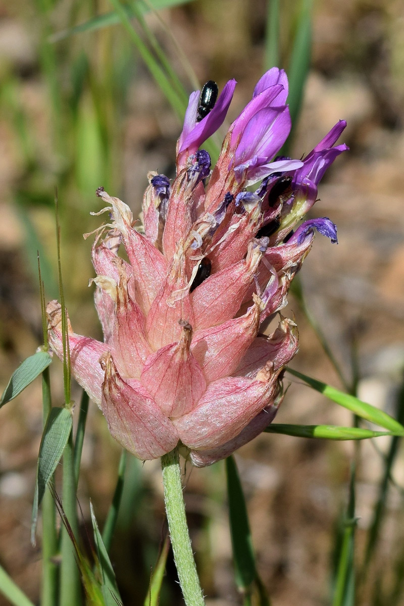 Image of Astragalus pseudonobilis specimen.