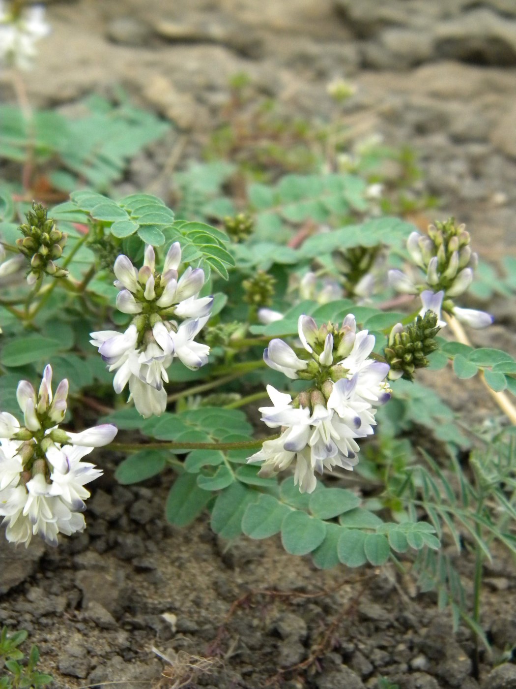 Image of Astragalus schumilovae specimen.