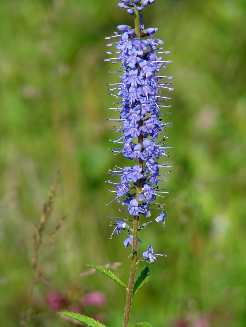 Изображение особи Veronica longifolia.