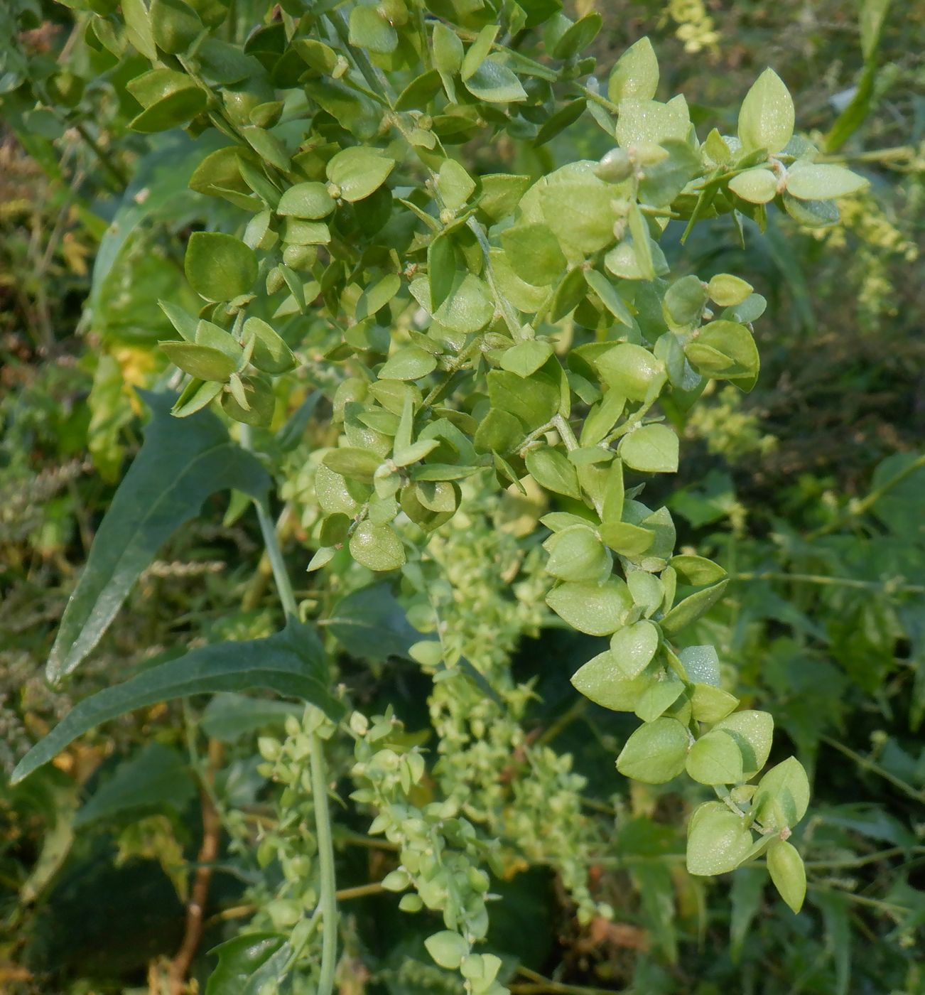 Image of Atriplex sagittata specimen.