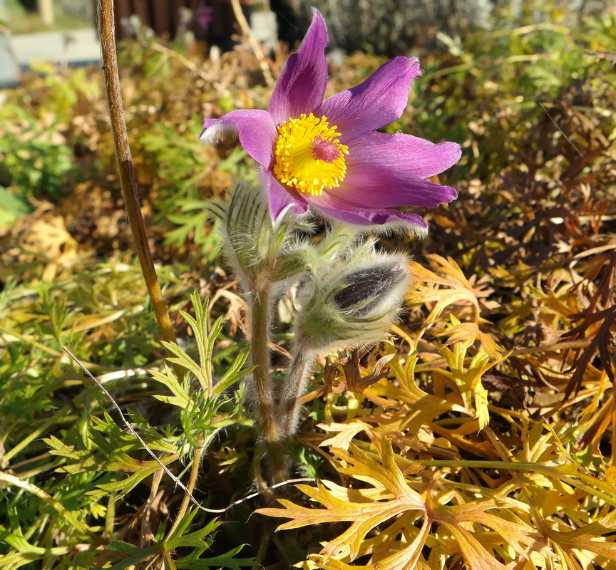 Image of genus Pulsatilla specimen.