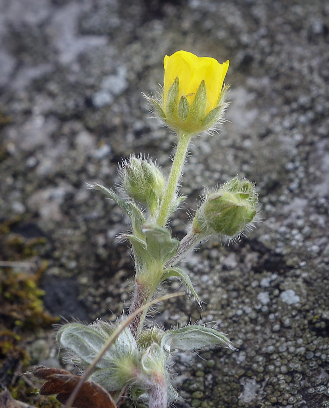 Image of Potentilla kuznetzowii specimen.